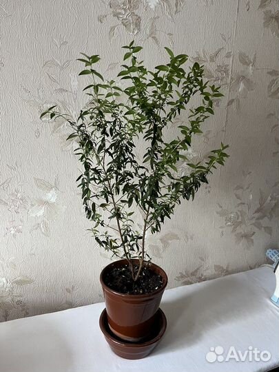 Мирт мелколистный