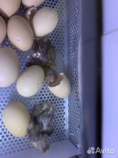 Инкубация яиц