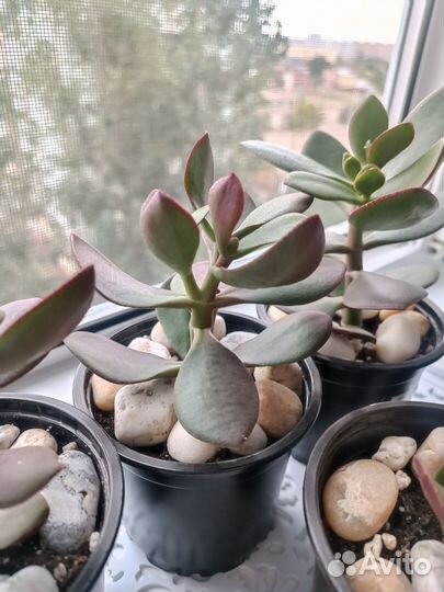 Красула толстянка