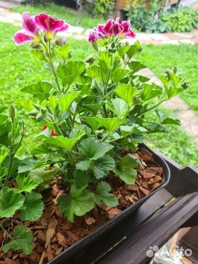 Пеларгония