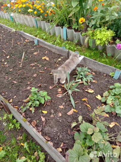 Котенок Пуш в добрые руки
