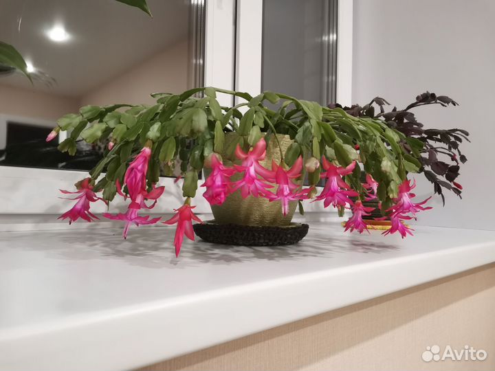 Декабрист шлюмбергера