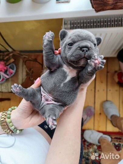 Голубой бульдог