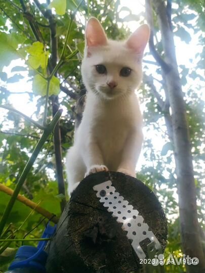 Котенок в дар