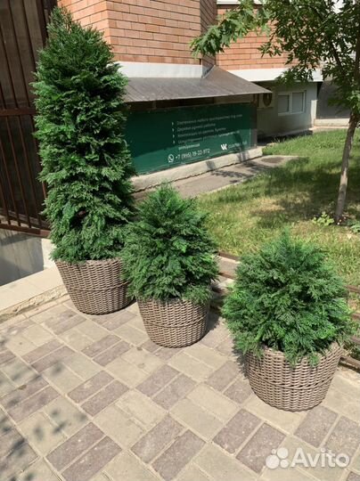 Туи, деревья, Озеленение искусственной зеленью