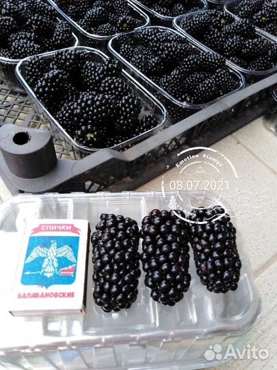 Ежевика саженцы