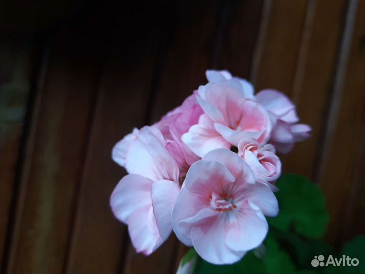 Пеларгония герань