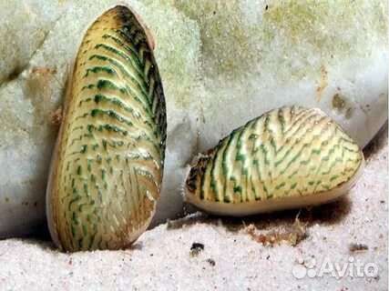 Моллюск расписная криспата улитка двустворчатые