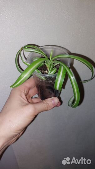 Фикус белиз