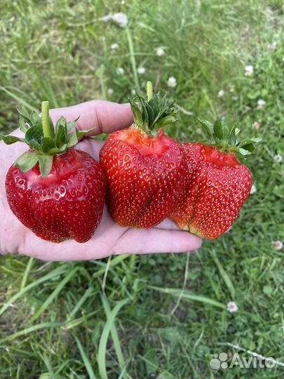 Клубника рассада