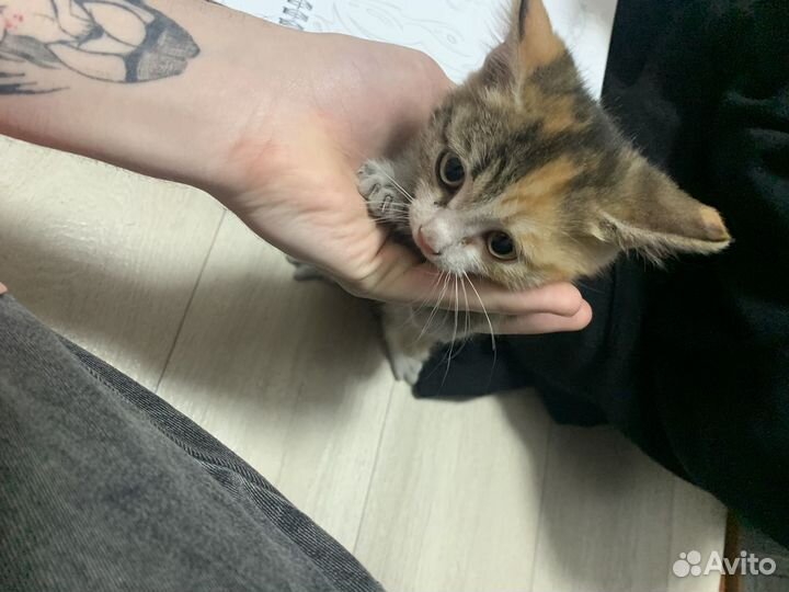 Кошки котята котёнок