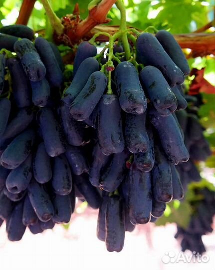 Саженцы Винограда кишмиш Аватар новинка