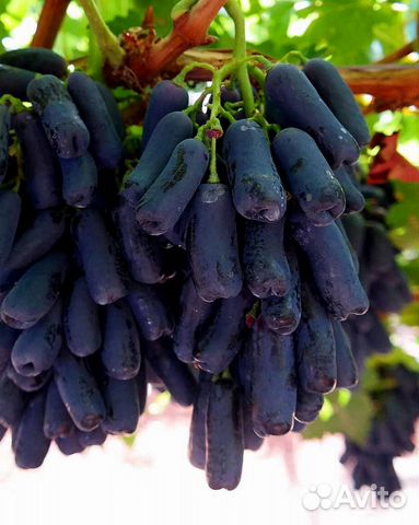 Саженцы Винограда кишмиш Аватар новинка