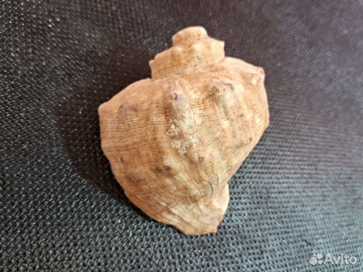 Иглы дикобраза. Ракушка рапан