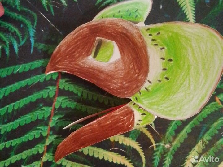 Дракон киви