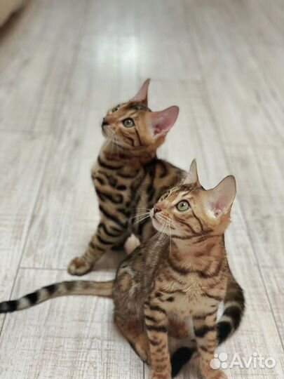 Бенгальские котята