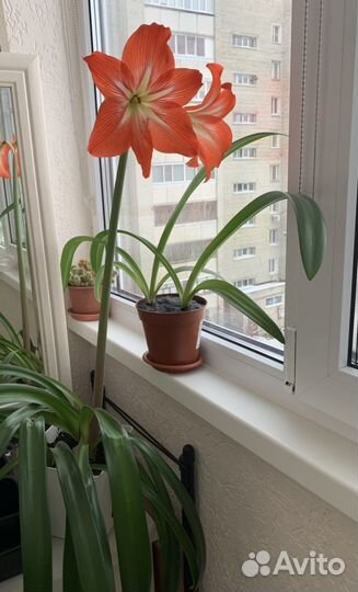 Гиппиаструм в горшке