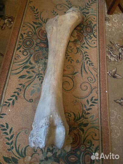 Кость мамонта