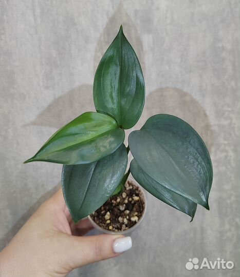 Сциндапсусы сортовые