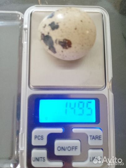 Яйца перепелиные, мясо перепела