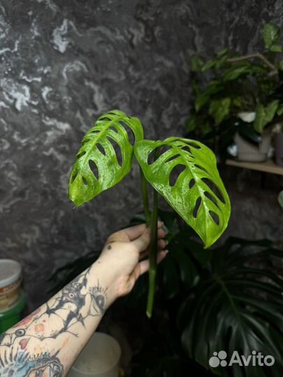 Монстера эскелето