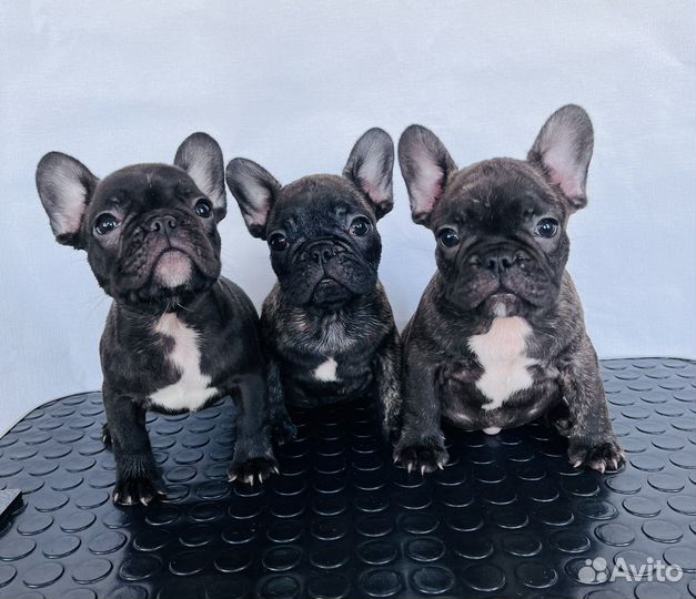 Французские бульдожки