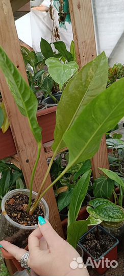 Антуриум вариегатный