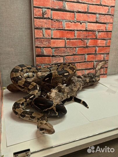 Террариум с Императорским удавом