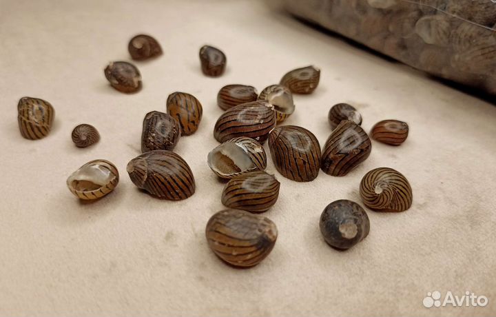 Ракушки нерита маленькие 1-2 см, вес