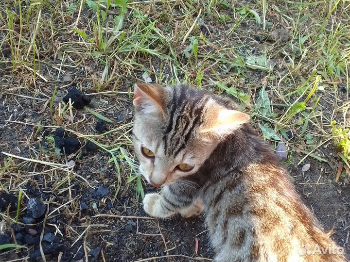 Котята в добрые руки бесплатно