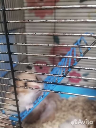 Сирийский хомяк продам