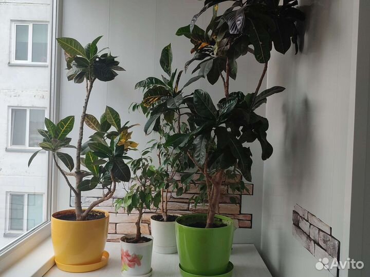 Продам цветы комнатные