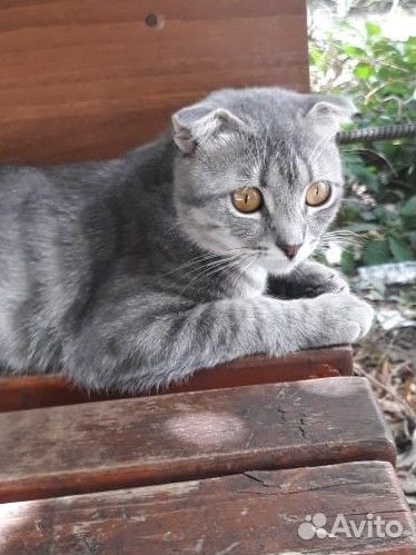 Шотландская