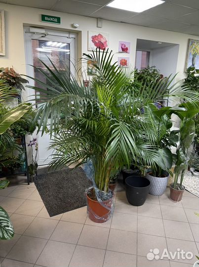 Пальма арека дипсис h200 34d