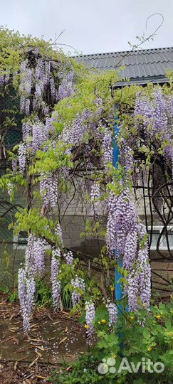 Глициния семена