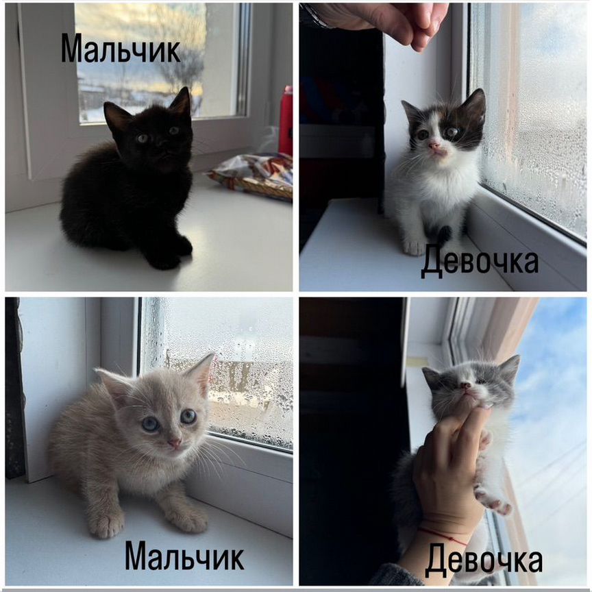 Отдам котенка в добрые руки