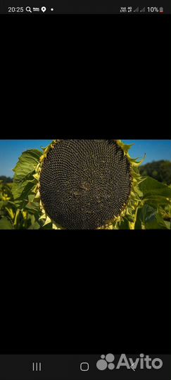 Семечки на корм