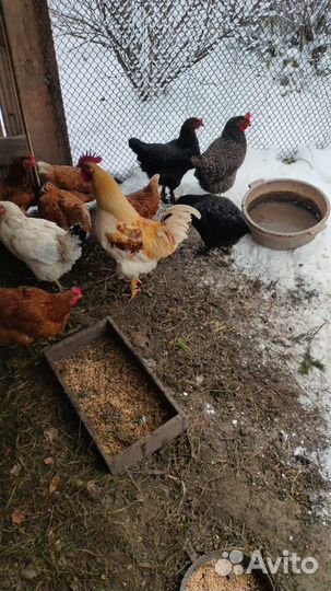 Куры несушки и петух