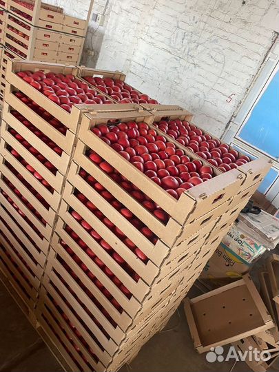 Помидор опт