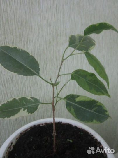 Фикус Бенджамина Кинки