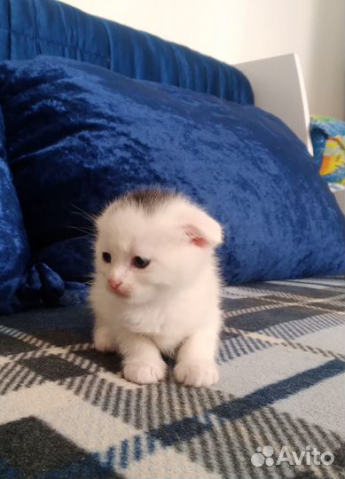 Котята скотиш фолд
