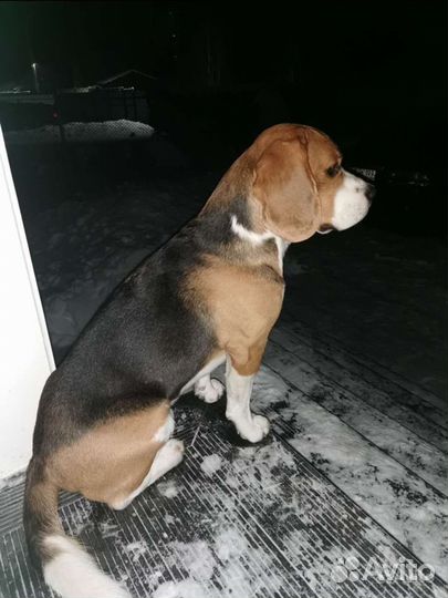 Вязка кобель бигль