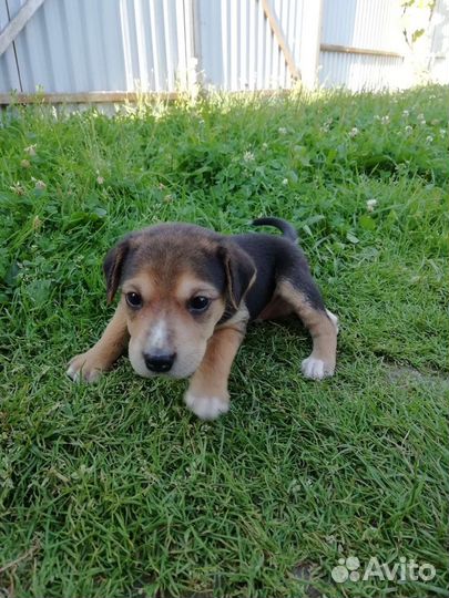 Щенки русской пегой гончей