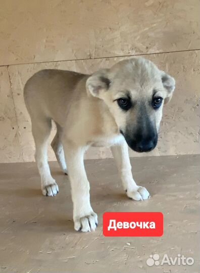 Щенки ищут дом