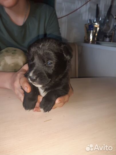 Отам в хорошие руки дворняжки