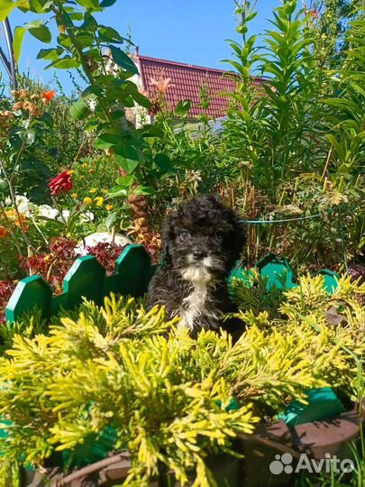 Мальтипу ищем добрые ручки