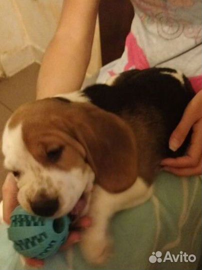 Собаки щенки бигль