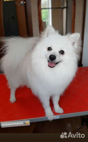 Немецкий шпиц вязка