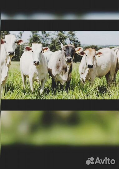 Электропастух для крс