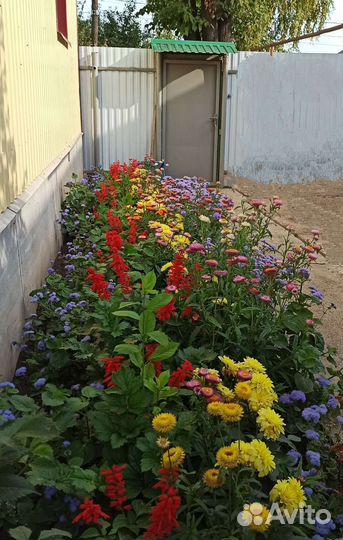 Рассада цветы